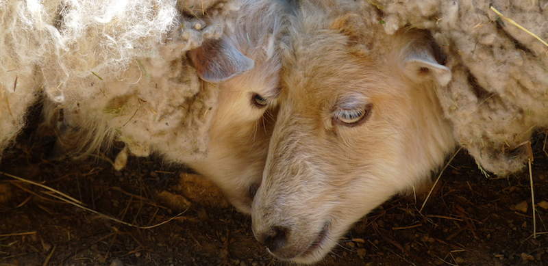 Colonies de vacances à la ferme avec les PEP 34.