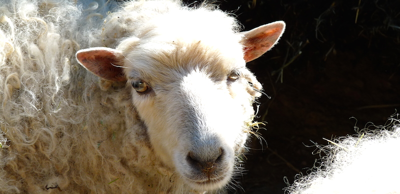 Les animaux de la ferme de Malibert.