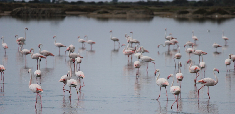 Observation des flamants roses aux Salins du Midi.